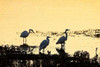 Egrets in the Sunrise I Poster Print by Alan Hausenflock - Item # VARPDXPSHSF455