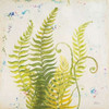 Nice Ferns II Poster Print by Patricia Pinto - Item # VARPDX7933