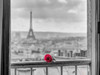 Rose on balcony railing with Eiffel Tower in background, Paris, France Poster Print by  Assaf Frank - Item # VARPDXAF20140921859XC02