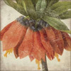 Orange Flower Poster Print by Stephanie Marrott - Item # VARPDXSM7240