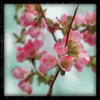 Quince Blossoms II Poster Print by Sue Schlabach - Item # VARPDX7687
