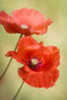 Papaver Passion Poster Print by Mandy Disher - Item # VARPDXD881D