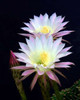 Echinopsis Flowers III Poster Print by Douglas Taylor - Item # VARPDXPSTLR102