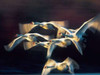 Mute swan, Munich, Germany Poster Print by  Frank Krahmer - Item # VARPDX3FK3121