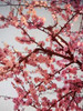 Cherry Blossoms II Poster Print by Susan Bryant - Item # VARPDX8824