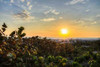 Sea Grapes at Sunset Poster Print by  Chuck Burdick