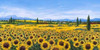 Girasoli Poster Print by Tebo Marzari - Item # VARPDX2TM2377