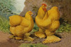 Chickens: Buff Cochins Poster Print by  Lewis Wright - Item # VARPDX454841