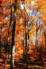 Autumn Cathedral I Poster Print by Alan Hausenflock - Item # VARPDXPSHSF981