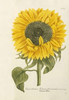 Sun Flower Poster Print by  Johann Wilhem Weinmann - Item # VARPDX267567