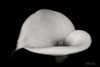 Calla Lily IV Poster Print by Vitaly Geyman - Item # VARPDXPSVIT205