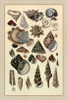 Shells: Trachelipoda #3 Poster Print by  G.B. Sowerby - Item # VARPDX394505