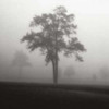 Fog Tree Study I Poster Print by Jamie Cook - Item # VARPDXCJP604