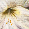Lily Script II Poster Print by Patricia Pinto - Item # VARPDX8536A