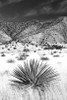 Desert Grasslands I BW Poster Print by Douglas Taylor - Item # VARPDXPSTLR392