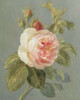 Heirloom Pink Rose Poster Print by Danhui Nai - Item # VARPDX5578