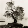 Coast Oak Tree Poster Print by Alan Blaustein