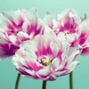 Three tulips Poster Print by  Assaf Frank - Item # VARPDXAF20120426476C03