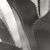 Agave I Poster Print by Rita Crane - Item # VARPDXPSCRN218