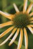 Echinacea II Poster Print by Erin Berzel - Item # VARPDXPSBZL280