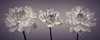 Three Dahlia flowers Poster Print by  Assaf Frank - Item # VARPDXAF20090807050C10