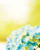 Hydrangea Poster Print by Carolyn Cochrane - Item # VARPDXC925D