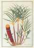 Sugar Cane Poster Print by  19th C Anonymous