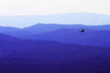 Blue Ridge I Poster Print by Alan Hausenflock - Item # VARPDXPSHSF775