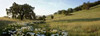 Oak Tree Pano - 92 Poster Print by Alan Blaustein - Item # VARPDXABSFH174
