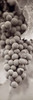 Grapes Pano - 1 Poster Print by Alan Blaustein - Item # VARPDXABGR14