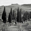Tuscany - 4 Poster Print by Alan Blaustein - Item # VARPDXABIT910