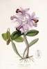 Cattleya Superba Orchid Poster Print by  John Lindley - Item # VARPDX268249