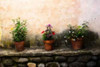 Flowers on a Wall Poster Print by Alan Hausenflock - Item # VARPDXPSHSF135