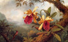 Orchids And Hummingbird Poster Print by  Martin Johnson Heade - Item # VARPDX375808