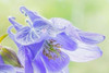 Columbine Flowers I Poster Print by Kathy Mahan - Item # VARPDXPSMHN431