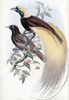 Greater Bird of Paradise Poster Print by  John Glover - Item # VARPDX277762