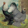 Chickens: Dark Brahmas Poster Print by  Lewis Wright - Item # VARPDX454831