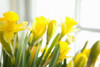 Leaning Daffodils Poster Print by Karyn Millet - Item # VARPDXPSMLT251