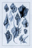 Shells: Trachelipoda #5 Poster Print by  G.B. Sowerby - Item # VARPDX394516