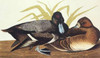 Scaup Duck Poster Print by  John James Audubon - Item # VARPDX197907