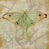 Vintage Butterflies III Poster Print by Paul Brent - Item # VARPDXBNT218