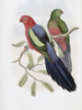 Yellow-Winged King Parrot Poster Print by  John Glover - Item # VARPDX277800