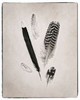 Feather Group II BW Poster Print by Debra Van Swearingen - Item # VARPDX23451