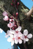 Cherry Blossom I Poster Print by Erin Berzel - Item # VARPDXPSBZL210