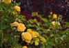 Garden Glimpse V Poster Print by Rita Crane - Item # VARPDXPSCRN202