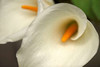 Calla Lilies IV Poster Print by Rita Crane - Item # VARPDXPSCRN347