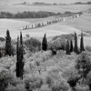 Tuscany - 6 Poster Print by Alan Blaustein - Item # VARPDXABIT2279