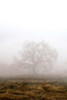 Oak Tree - 29 Poster Print by Alan Blaustein