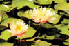 Blushing Lilies I Poster Print by Alan Hausenflock - Item # VARPDXPSHSF687
