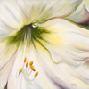 White Lily II Poster Print by Patricia Pinto - Item # VARPDX8536
